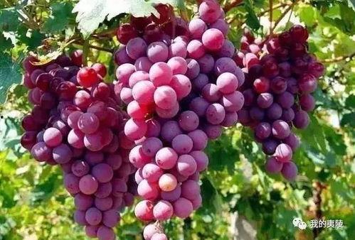 葡萄爆料视频大全最新,揭秘娱乐圈幕后故事  第2张